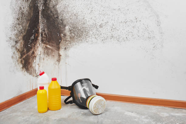Best Mold Damage Repair  in Carrollton, VA