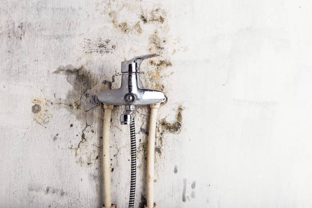 Best Best Mold Removal Companies  in Carrollton, VA