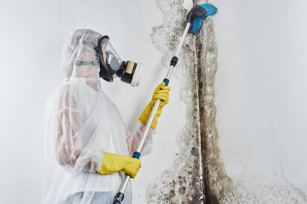 Best Residential Mold Removal  in Carrollton, VA