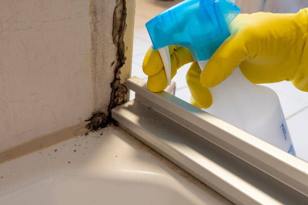 Mold Removal and Inspection in Carrollton, VA