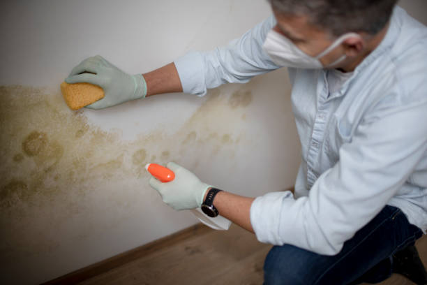 Mold Removal and Inspection in Carrollton, VA