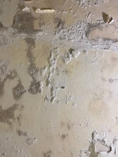 Best Same-Day Mold Removal  in Carrollton, VA