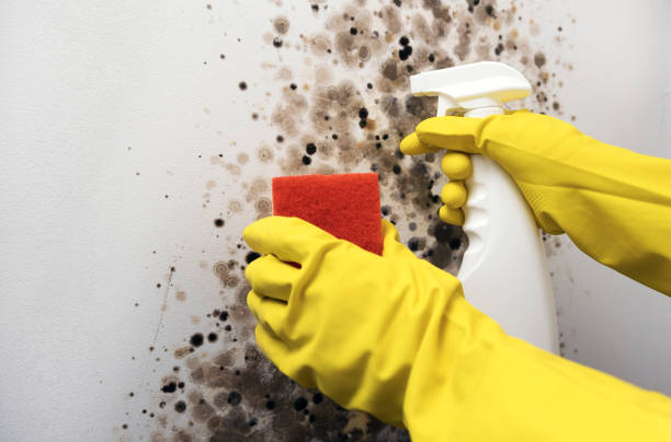 Best Mold Remediation  in Carrollton, VA