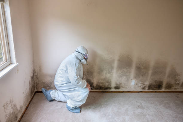 Mold Testing and Removal in Carrollton, VA