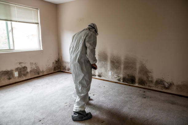 Reliable Carrollton, VA Mold Removal Solutions
