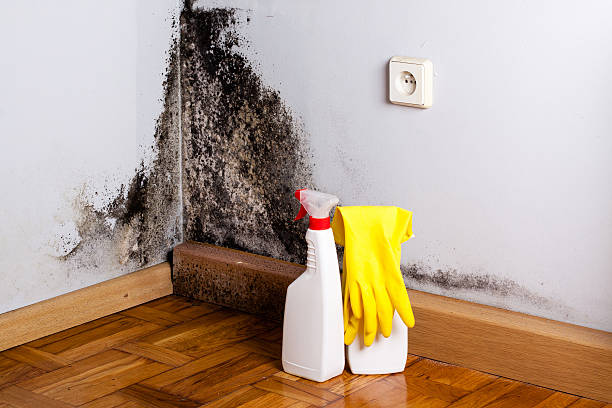 Best Mold Cleaning Services  in Carrollton, VA
