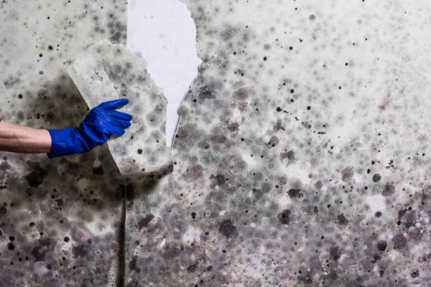 Best Black Mold Removal  in Carrollton, VA