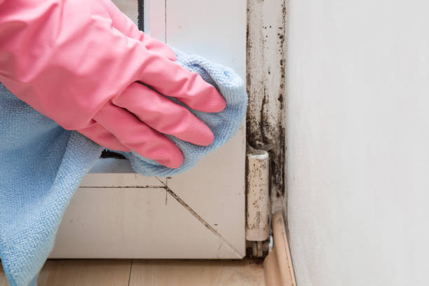 Best Mold Remediation Services  in Carrollton, VA