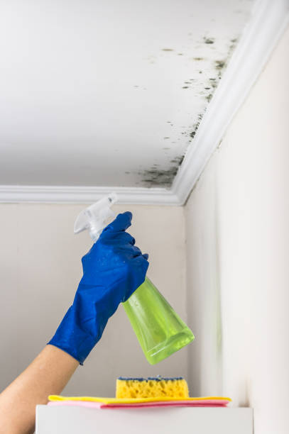 Best Mold Removal Near Me  in Carrollton, VA